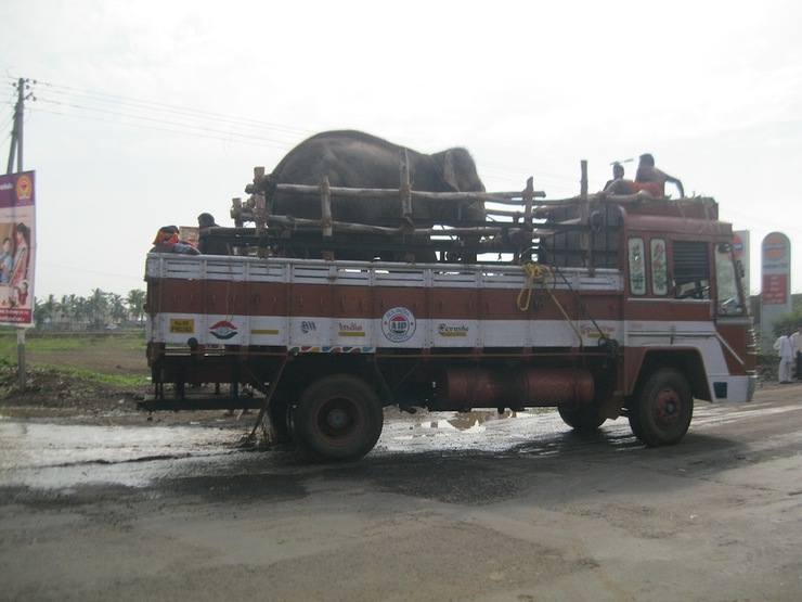 Sunder En Route To Rescue Center